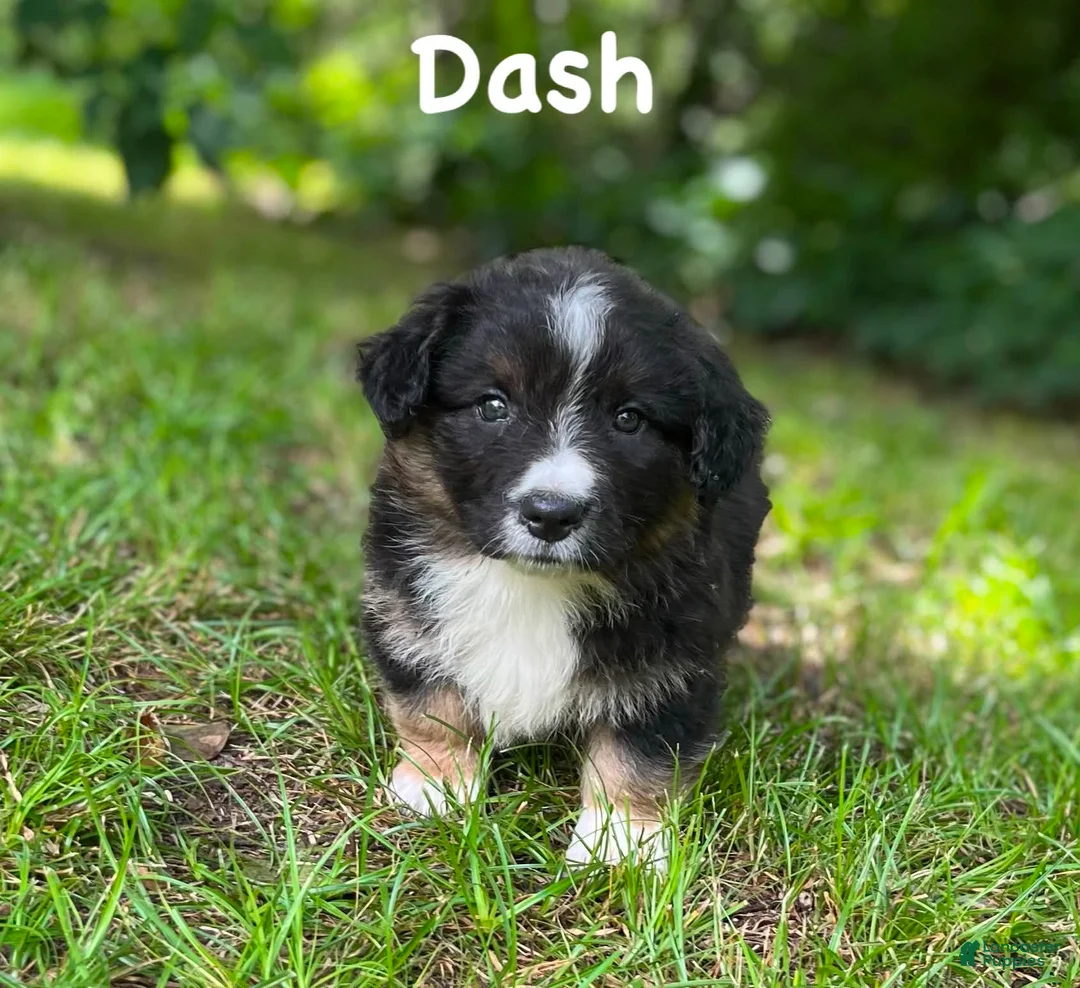 Welsh Corgi Cardigan dogs for sale: Dash- Fluffy - Ad 2