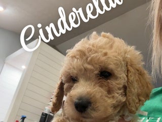 Mini Goldendoodle dogs - Ad 18