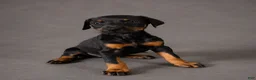 Doberman Pinscher dogs for sale: Alduin - Ad 1