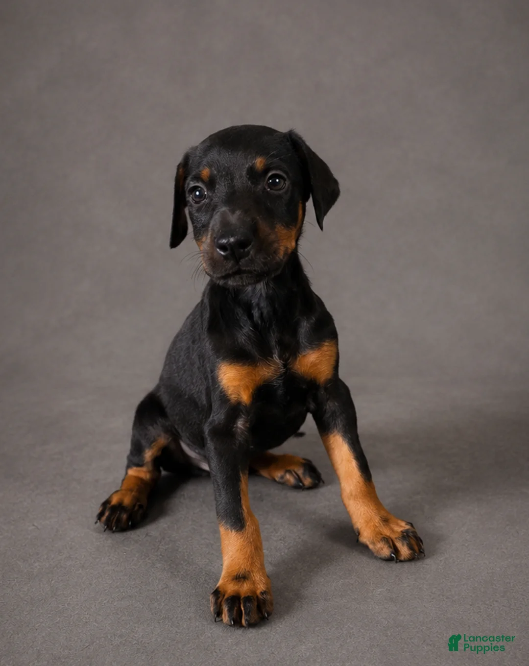 Doberman Pinscher dogs for sale: Alduin - Ad 1