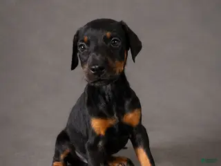 Doberman Pinscher dogs Alduin - Ad 18