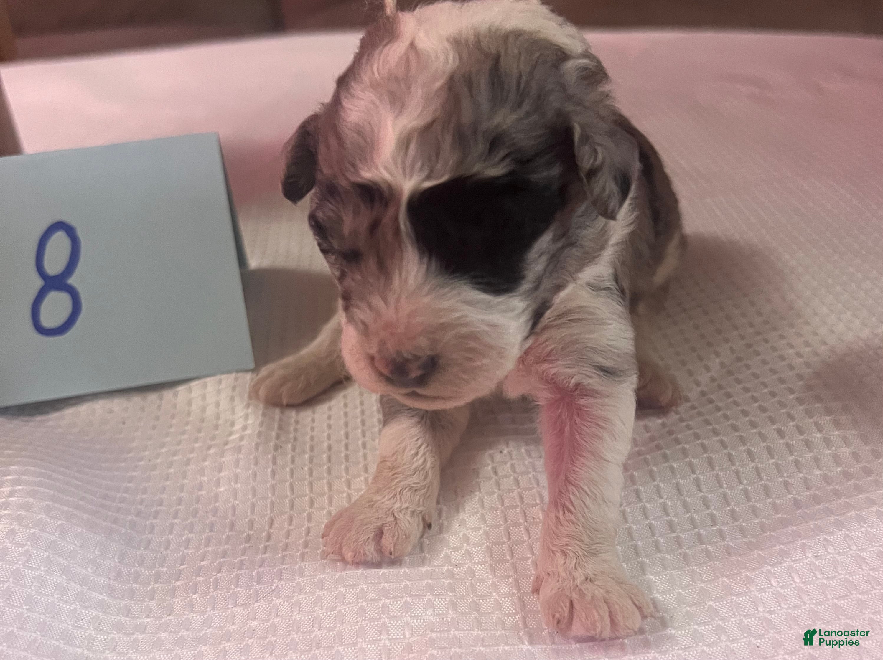 Aussiedoodle dogs JODY 8 - Ad 42