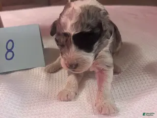 Mini Aussiedoodle dogs JODY 8 - Ad 17