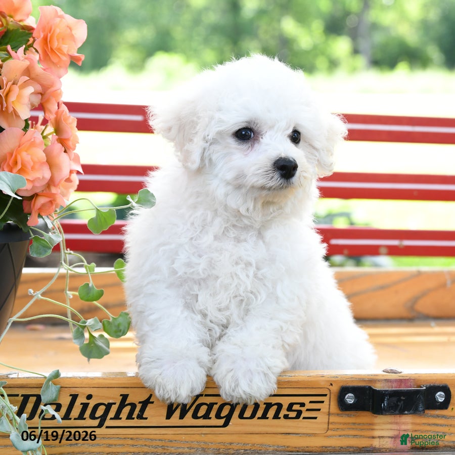 Bichon Frise dogs Captain  - Ad 2