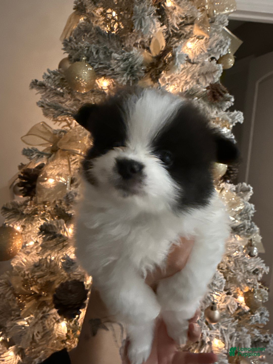 Pomeranian dogs for sale: Pomeranian Puppy 3 - Ad 3