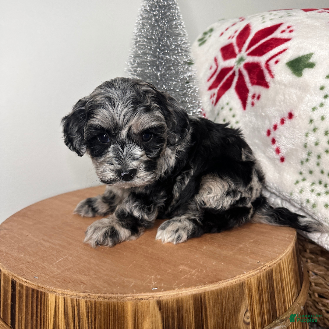 Cavapoo dogs for sale: Flurry - Ad 2