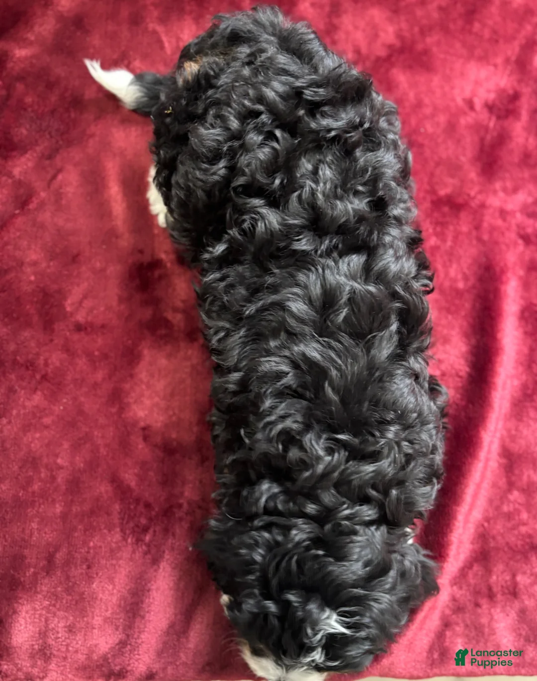 Mini Bernedoodle dogs for sale: Sassy - Ad 7