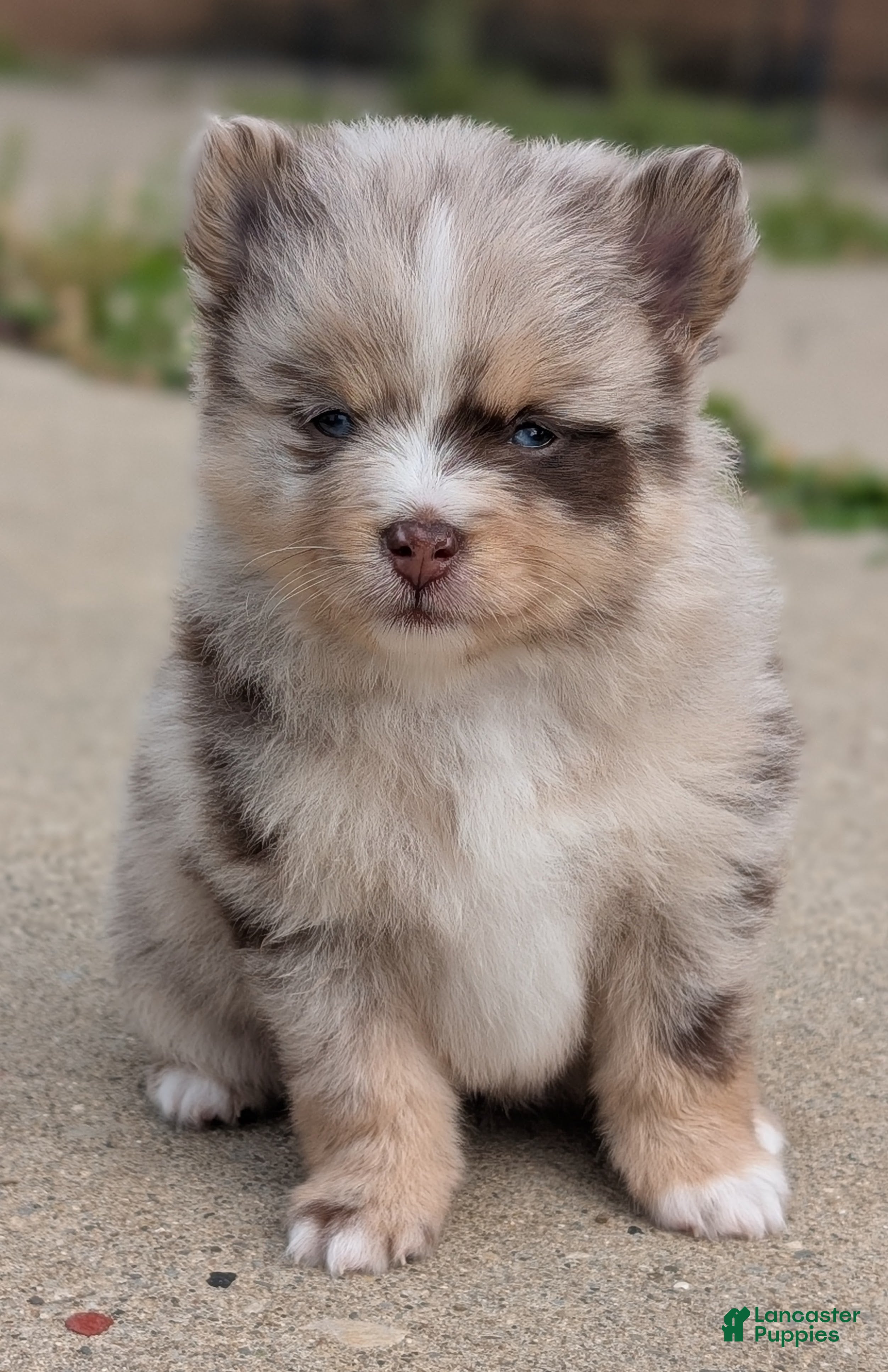 Pomsky dogs Dallas  - Ad 36