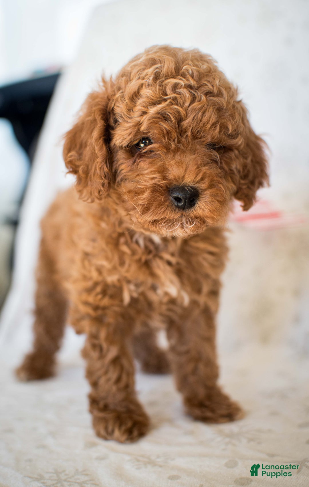Miniature Poodle dogs for sale: Cinnamon Spice - Ad 3