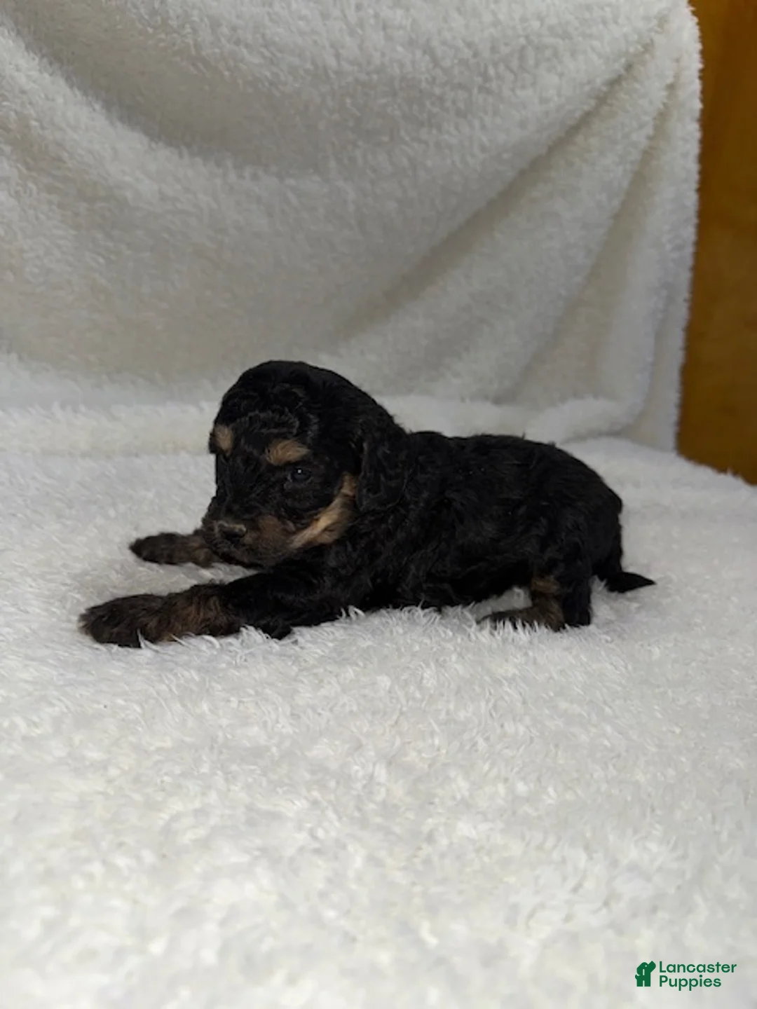 Cavapoo dogs for sale: Cavapoo Puppy 4 - Ad 2