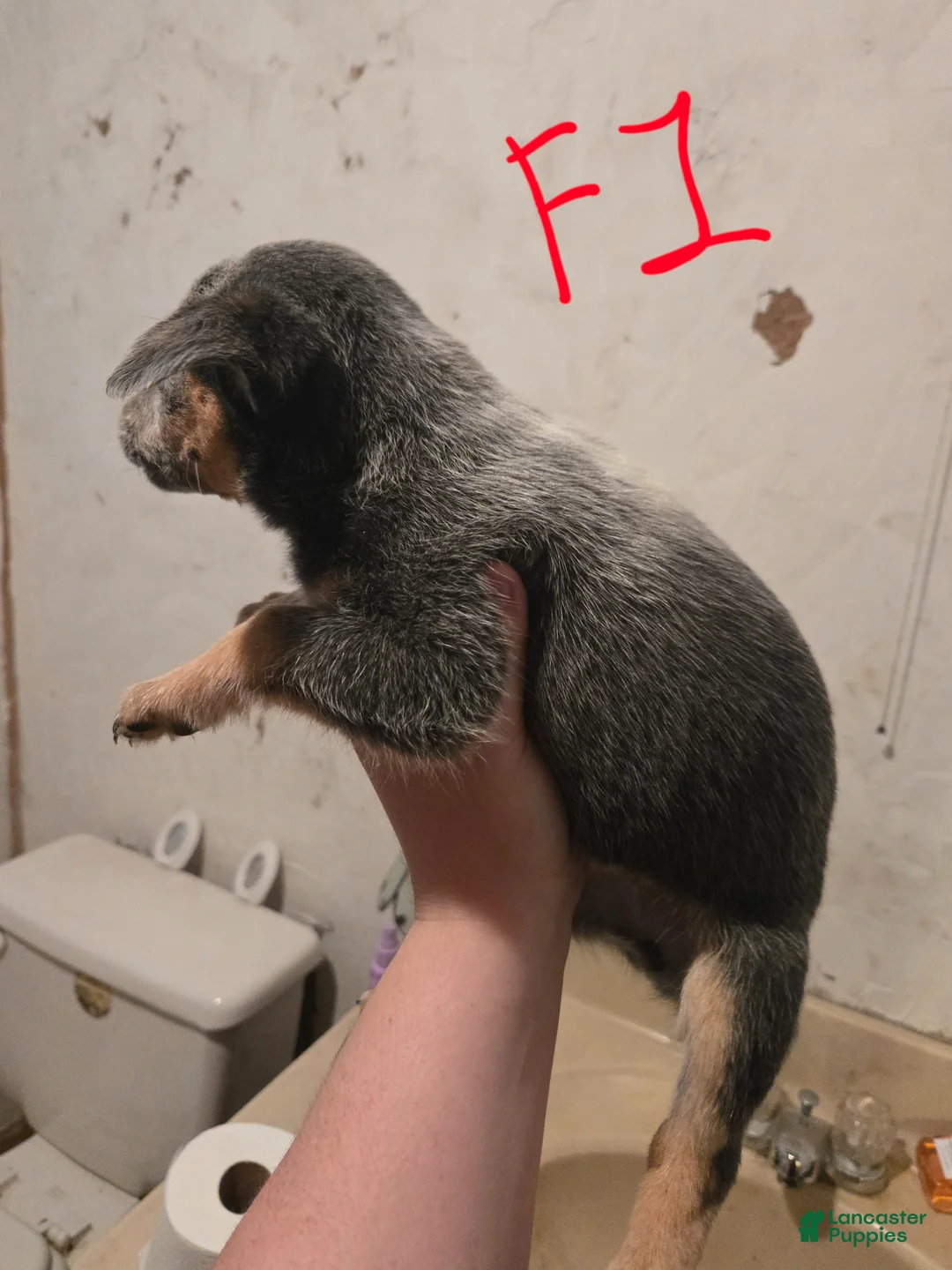 Australian Cattle Dog dogs for sale: Bella - Ad 2