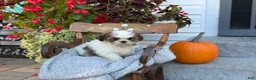 Shih Tzu dogs for sale: Shyla - Ad 7