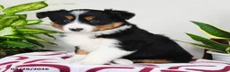 Australian Shepherd dogs for sale: Meadow - Ad 3