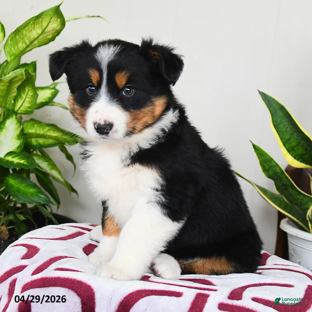 Australian Shepherd dogs for sale: Meadow - Ad 3