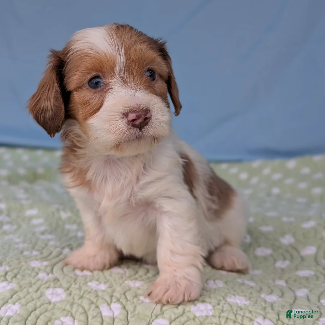 Miniature Dachshund dogs for sale: Rose - Ad 3