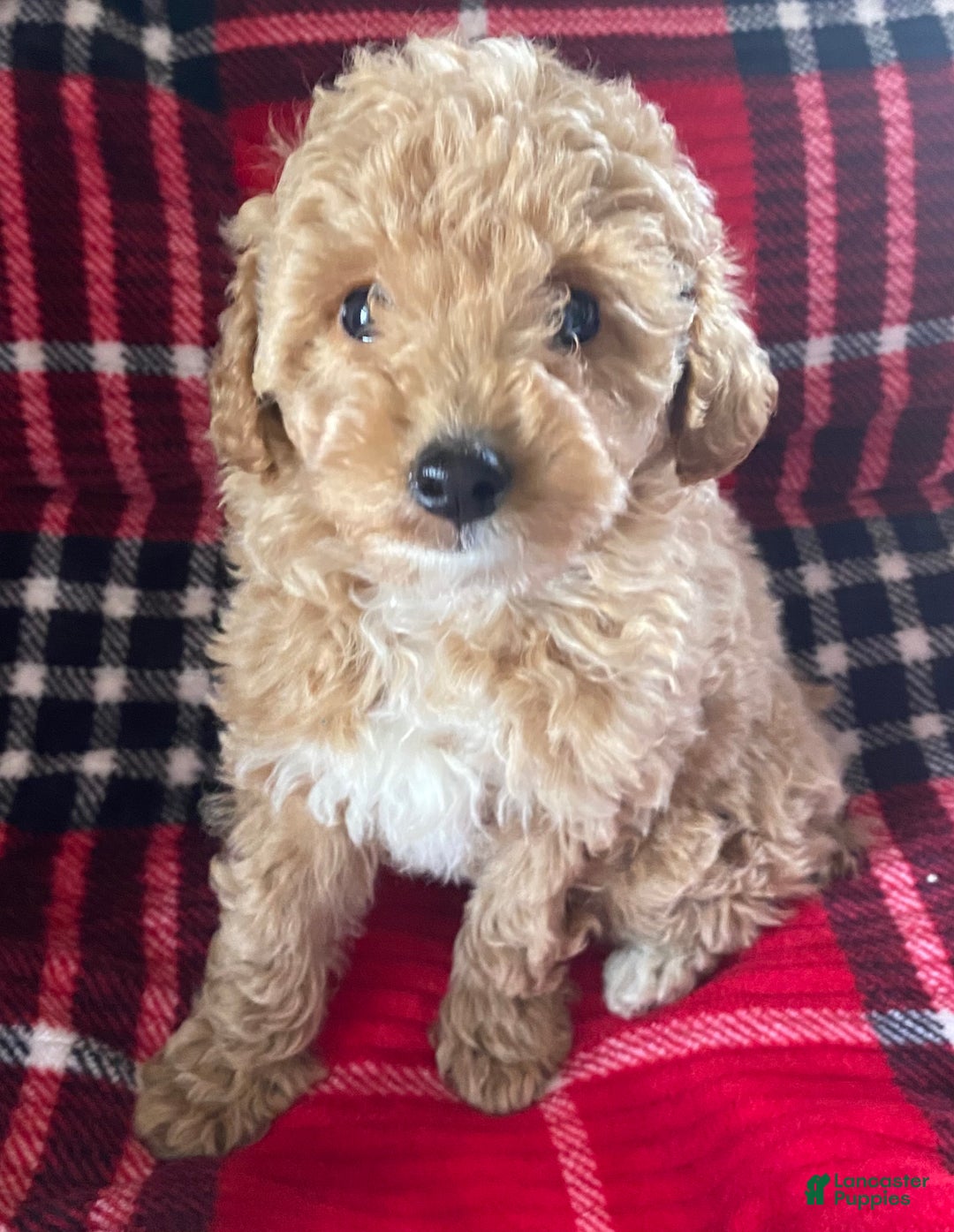 Miniature Poodle dogs for sale: Miniature Poodle Puppy 1 - Ad 3
