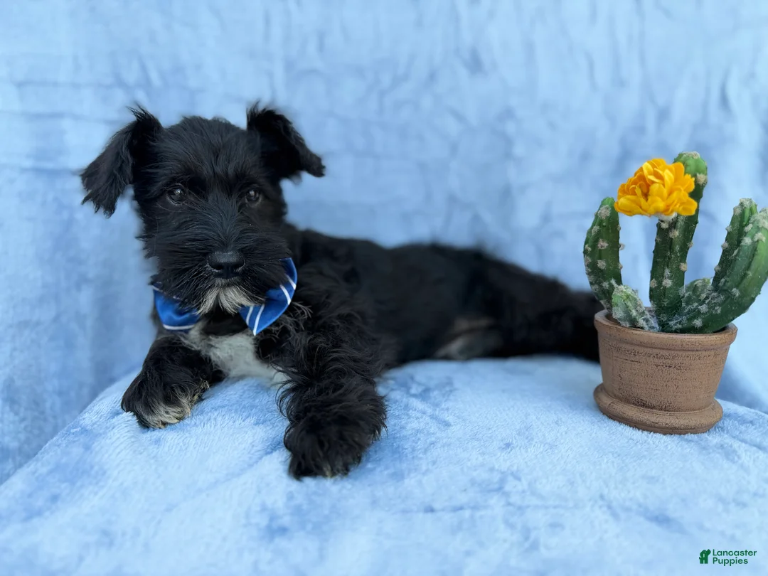 Miniature Schnauzer dogs for sale: Goose - Ad 5