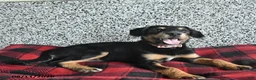 Pomsky dogs for sale: Bella - Ad 2