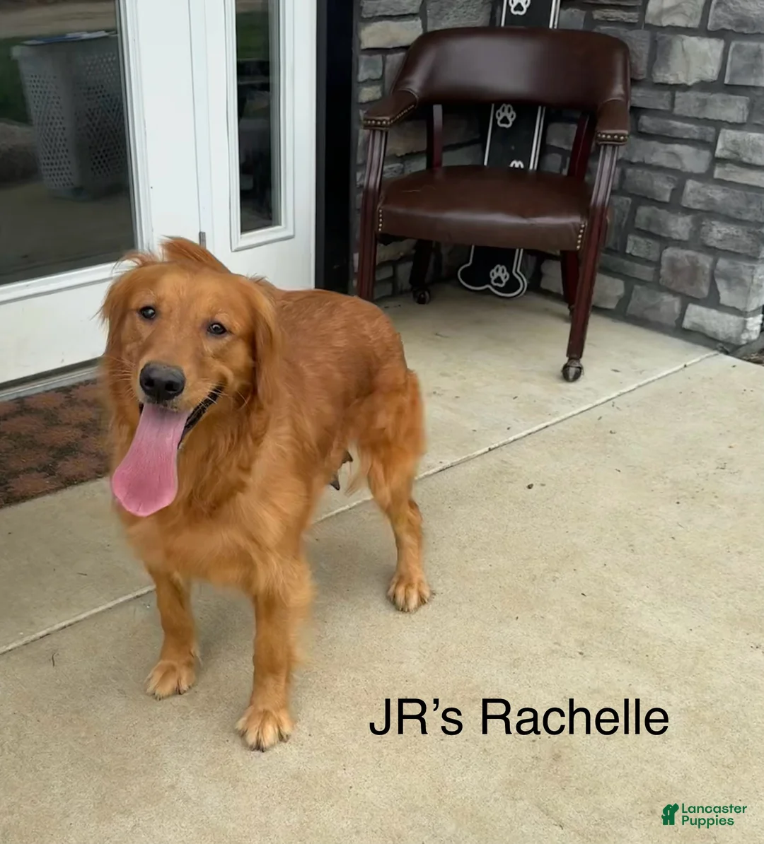 Golden Retriever dogs for sale: Rachel’s G litter Goldens  - Ad 2
