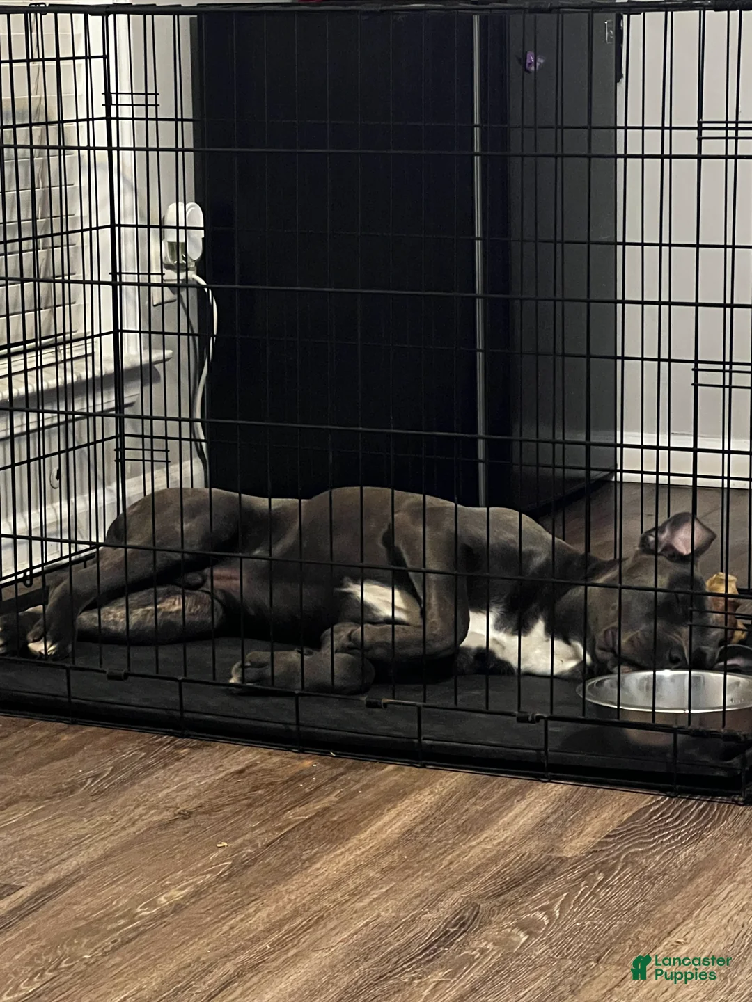 Mixed Breed dogs for sale: Mixed Breed Puppy 1 - Ad 2