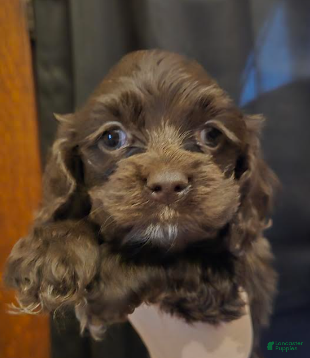 Cocker Spaniel dogs for sale: Tucker - Ad 1