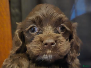 Cocker Spaniel dogs Tucker - Ad 39