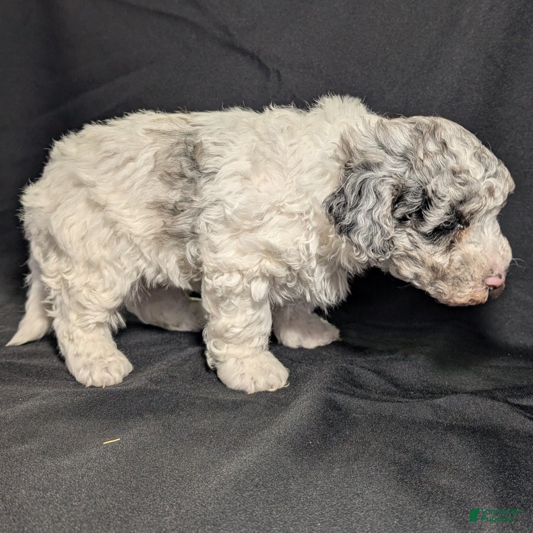 Mixed Breed dogs for sale: Lonnie  - Ad 9