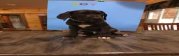 Great Dane dogs for sale: Great Dane 8 - Ad 1