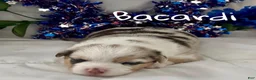 Welsh Corgi Pembroke dogs for sale: Bacardi  - Ad 3