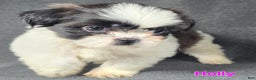 Shih Tzu dogs for sale: Holly - Ad 4