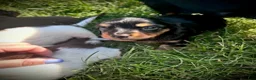 Miniature Dachshund dogs for sale: Tootsie - Ad 3