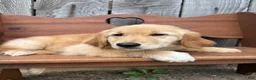 Golden Retriever dogs for sale: Duke - Ad 14
