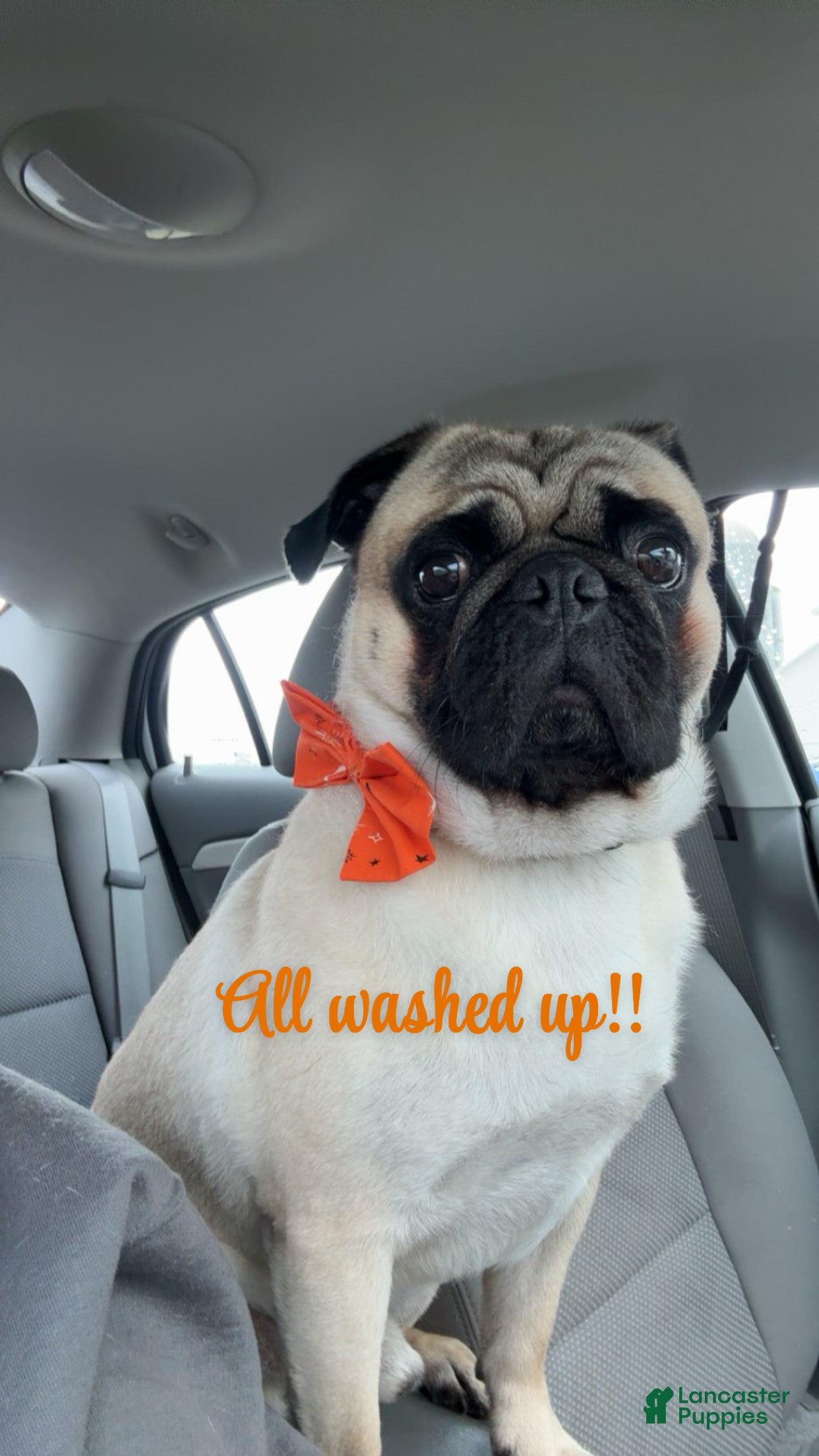 Pug dogs Stewie - Ad 2