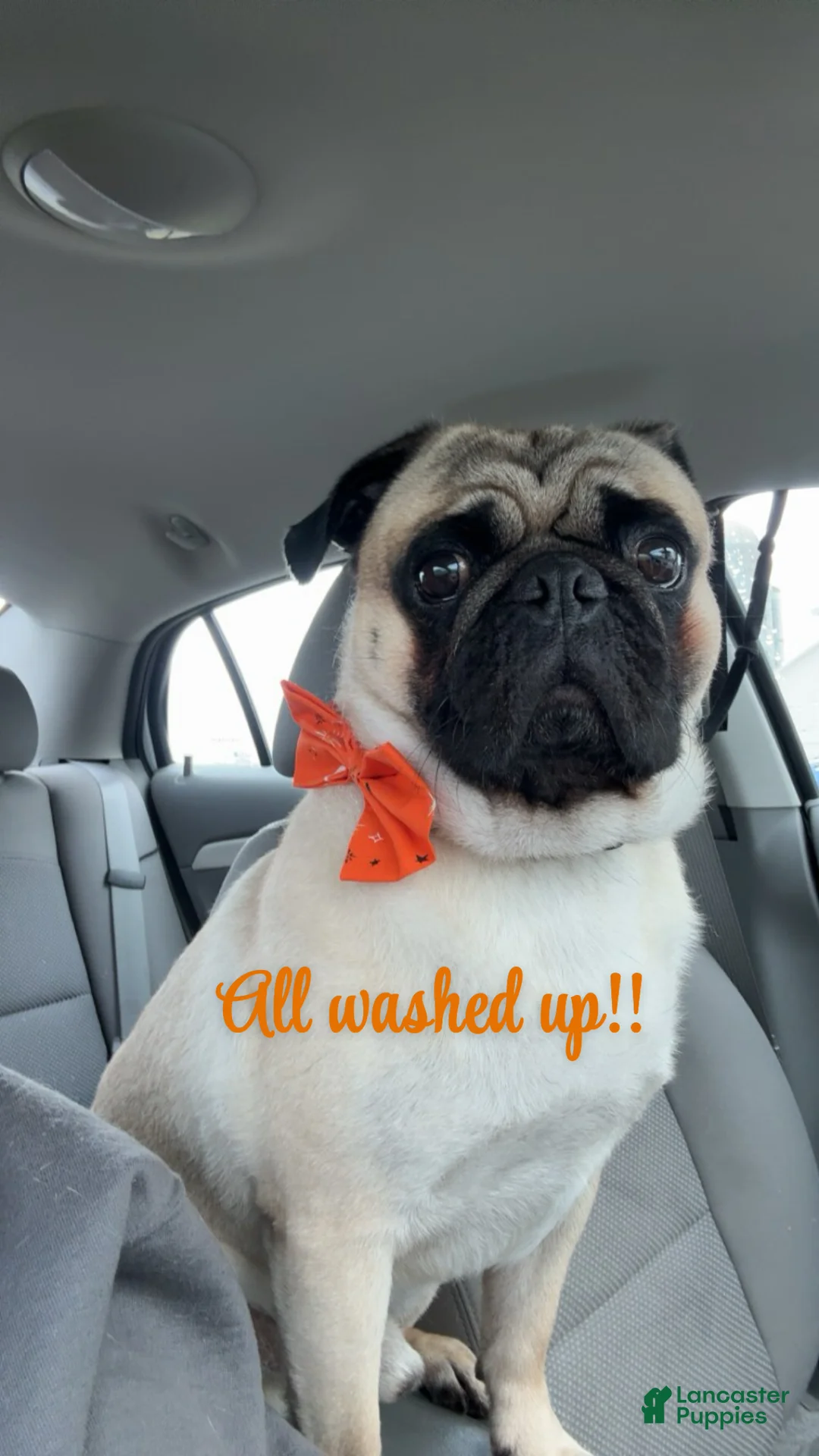 Pug dogs for stud: Stewie - Ad 2