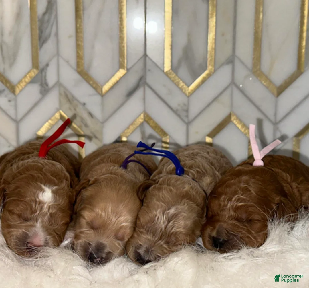 Goldendoodle dogs for sale: Pink Girl - Ad 5