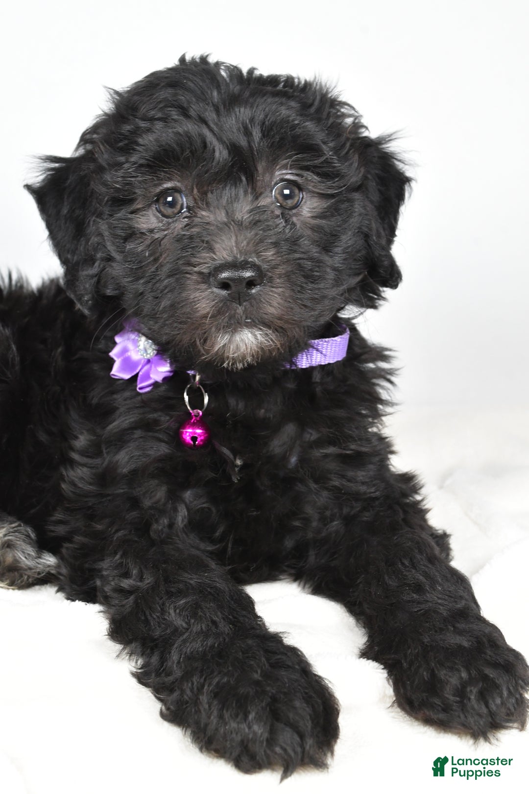 Newfypoo dogs for sale: Holly f one b - Ad 4