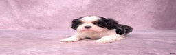 Cavalier King Charles Spaniel dogs for sale: Silas - Ad 15