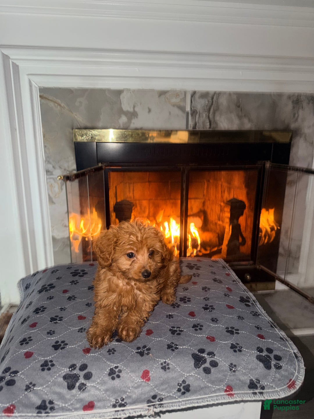 Mini Goldendoodle dogs for sale:  Star ⭐️ - Mini Goldendoodle - Ad 3