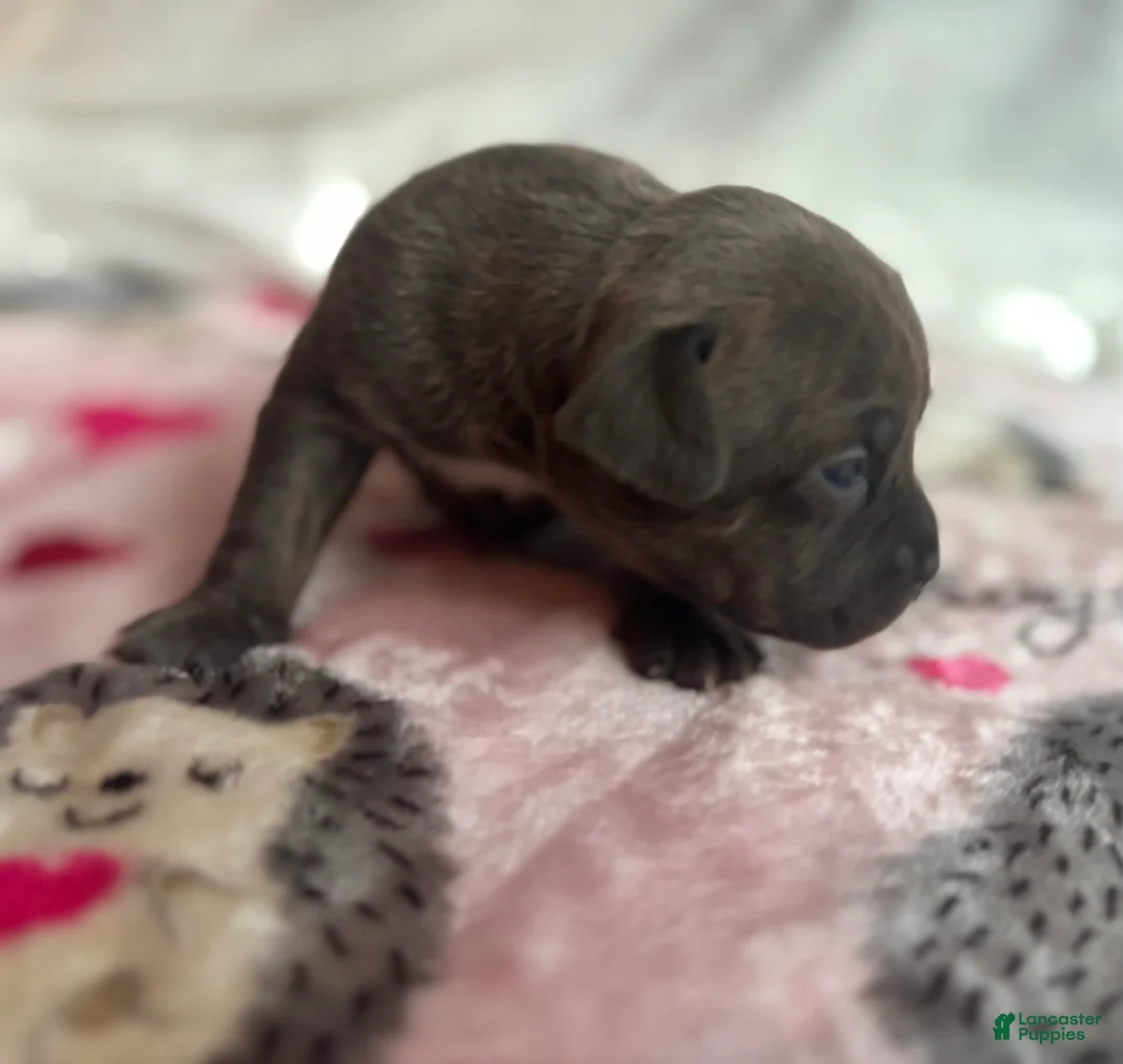 American Bully dogs for sale: American Bully 5 - Ad 2