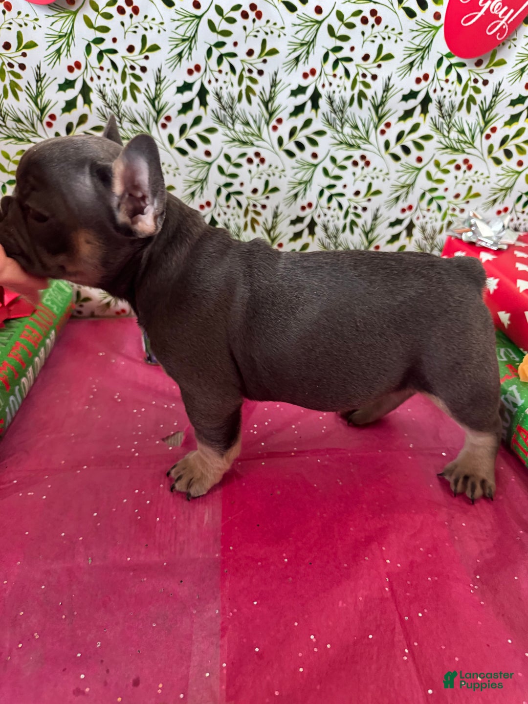 French Bulldog dogs for sale: ROSIE - Ad 4