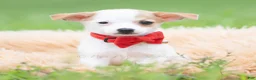 Chihuahua dogs for sale: Chalupa - Ad 5