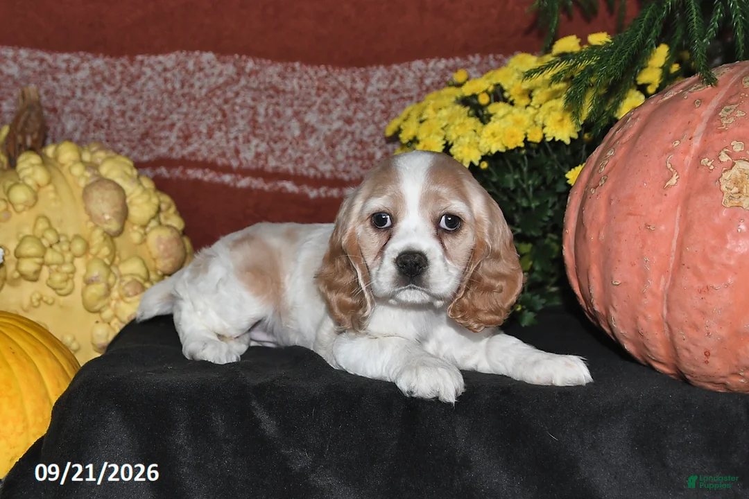 Cocker Spaniel dogs for sale: Polly - Ad 1