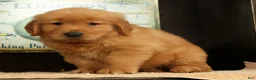 Golden Retriever dogs for sale: Dane - Ad 8
