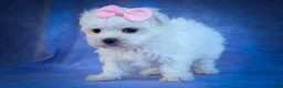 Maltese dogs for sale: Maribel🌸 - Ad 10