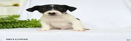 Jack Russell Terrier dogs for sale: Hamilton - Ad 1