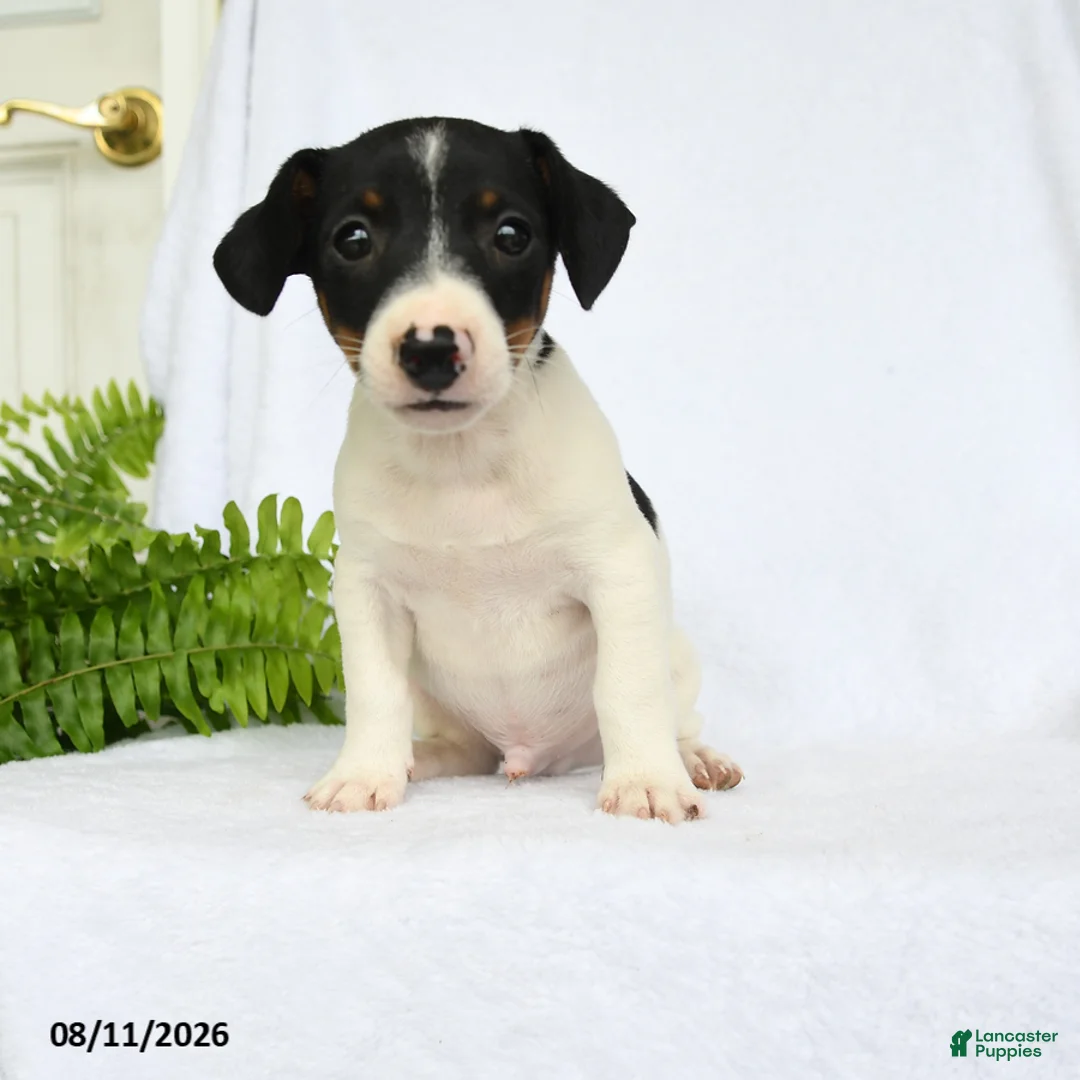 Jack Russell Terrier dogs for sale: Hamilton - Ad 1