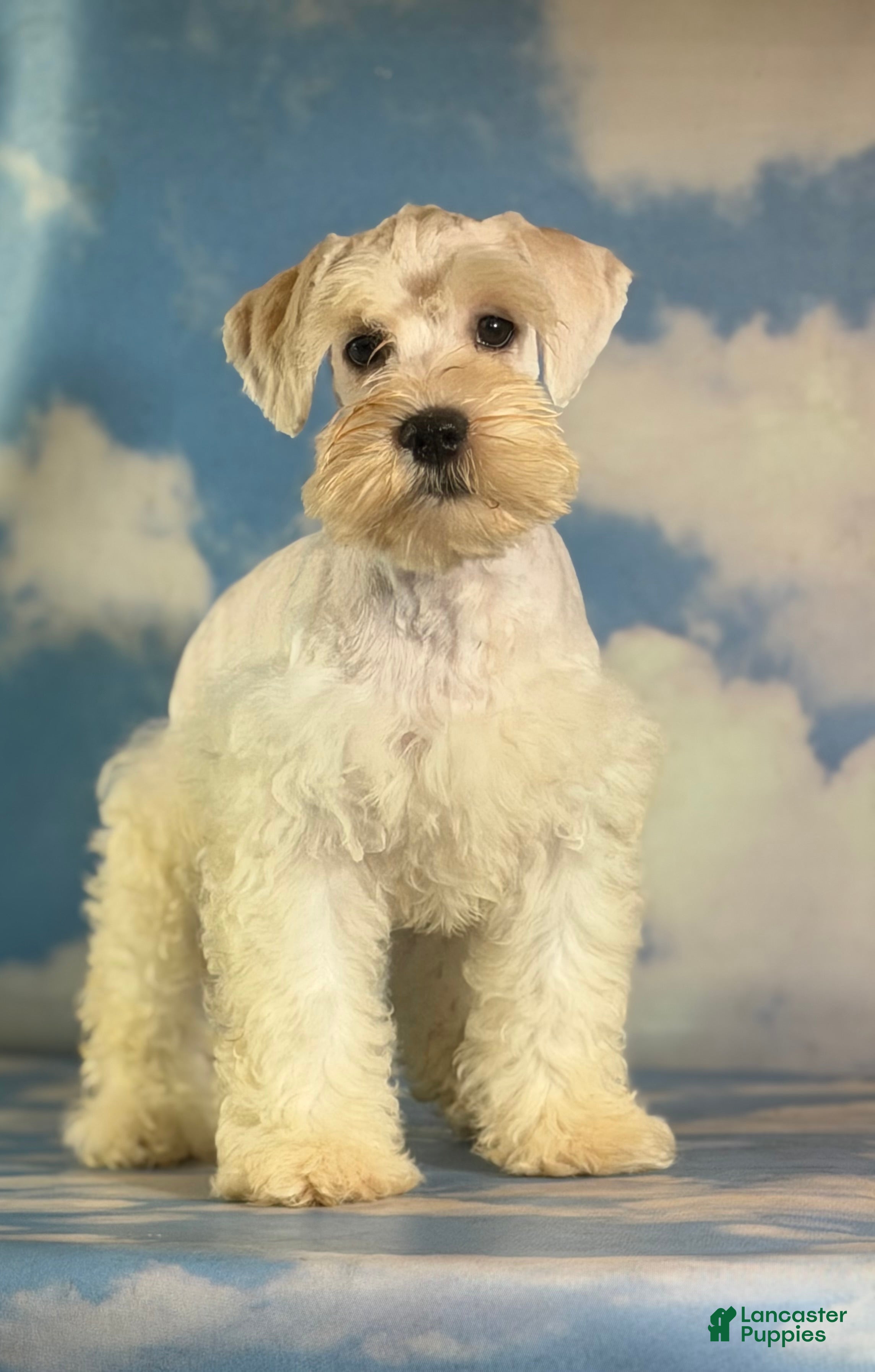 Schnoodle dogs Pongo - Ad 1