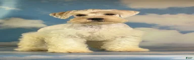 Pongo