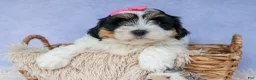 Teddy Bear dogs for sale: TINA - Ad 18