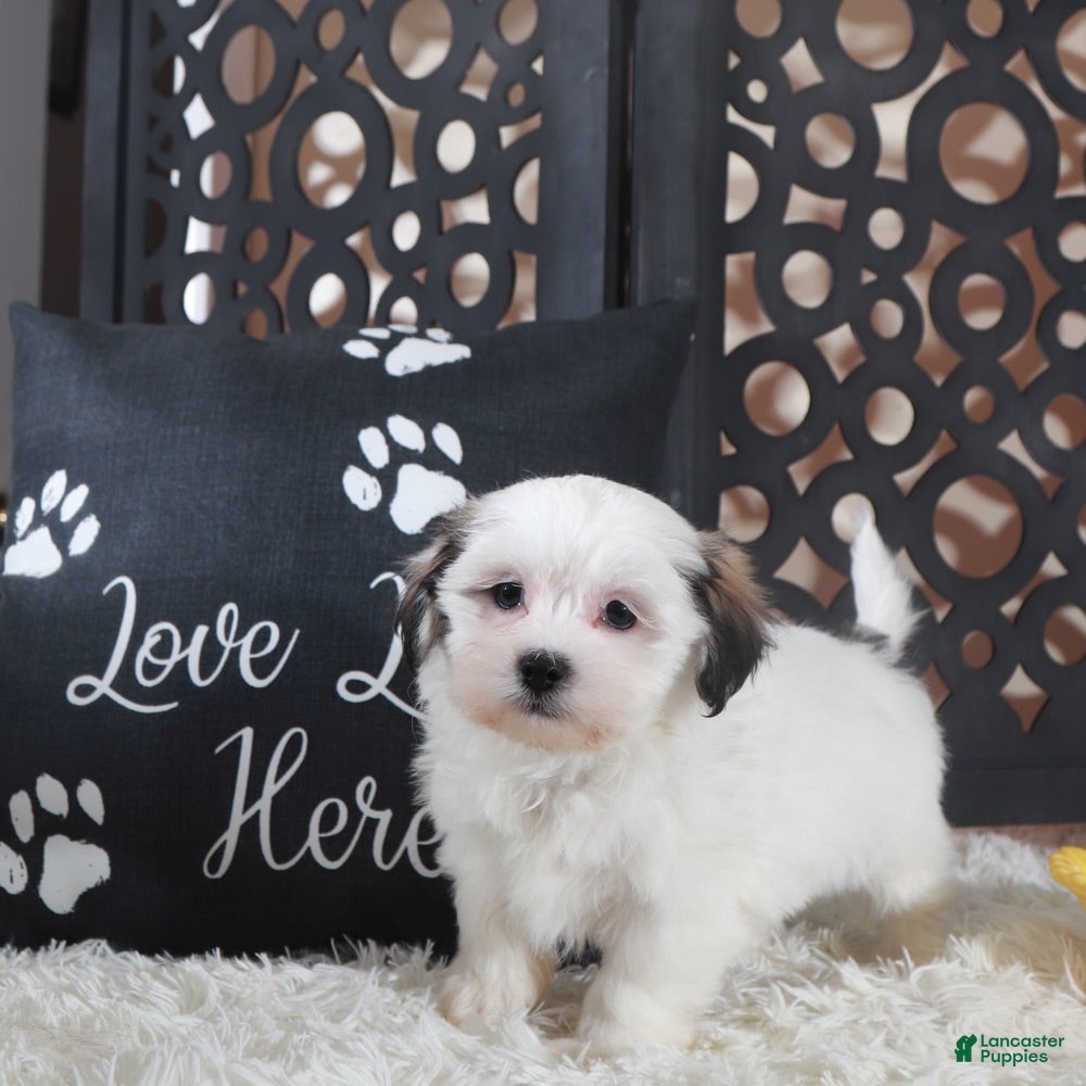 Teddy Bear dogs Fiona Lovely Teddy Bear Puppy - Ad 1